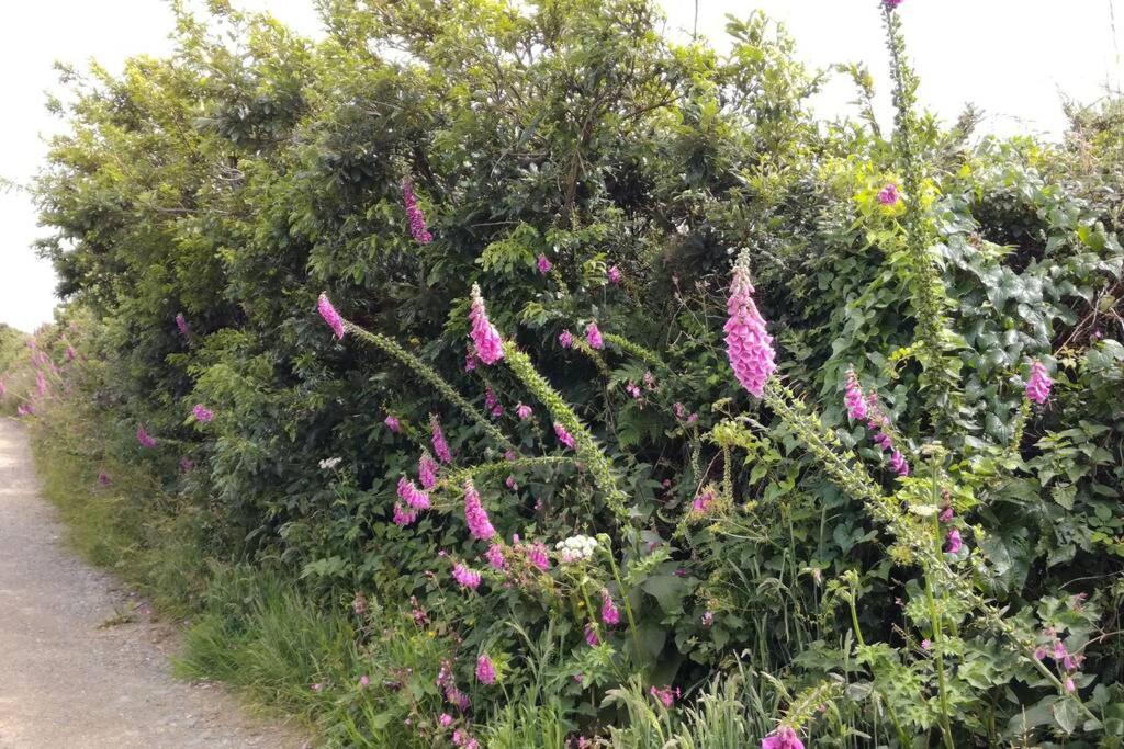Farm Accommodation - The Lizard Peninsula, Cornwall ヘルストン エクステリア 写真