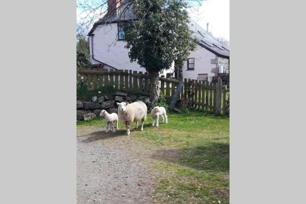 Farm Accommodation - The Lizard Peninsula, Cornwall ヘルストン エクステリア 写真